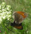 Coenonympha pamphilus